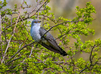 Cuckoo, male