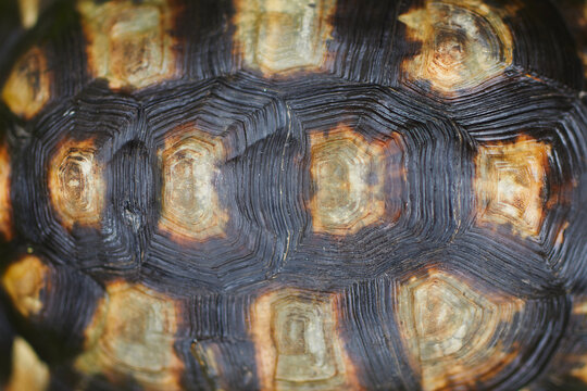 Close-up of hard turtle shell layered structure as natural protection..
