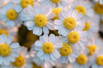 Fototapeta premium Chamomile flower close-up on a blurry background.