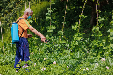 An elderly man in the village sprays his vegetable garden against pests. A worker sprays pesticide on green potato leaves outdoors. Pest control