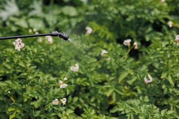A worker sprays pesticide on green leaves of potatoes and various garden crops outdoors. Pest control
