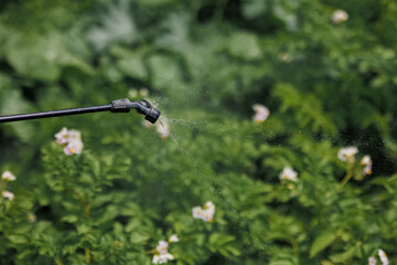 A worker sprays pesticide on green leaves of potatoes and various garden crops outdoors. Pest control