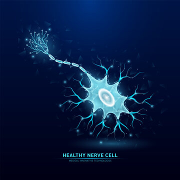 Human nerve cell white translucent low poly triangles on dark blue background. Futuristic glowing organ anatomy. Innovative technology. Health care medical and science concept. Vector EPS10.