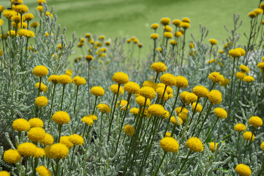 Fleurs jaunes de santoline ( Santolina chamaecyparissus), dans une prairie verte et fleurie. Fleurs sauvages des champs ou de jardin en gros plan ressemblant à un pissenlit.