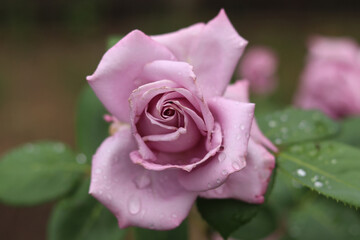 A pale purple rose blooms in a summer garden.