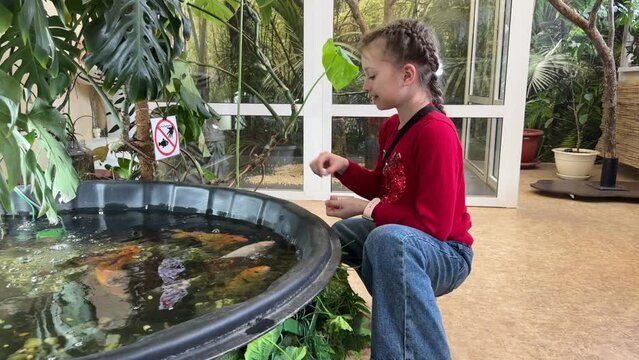 a child feeds a shoal of Japanese cyprinid fish, Koi fish in a pond.The girl feeds the fish