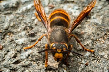 a big orange hornet on the ground