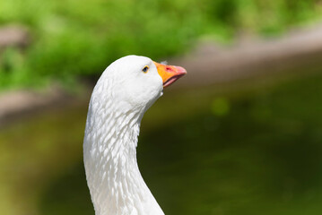 white goose, green blurred background
