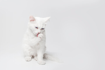 Studio portrait of white kitty cat licks a paw, isolated on light grey background.