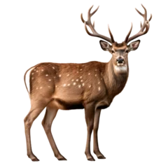 Tuinposter deer isolated on white. Generative ai © Dima