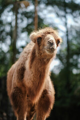 a portrait of The Bactrian camel, also known as the Mongolian camel