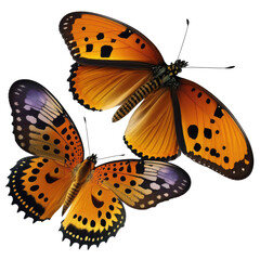 rare butterflys flying isolated on white