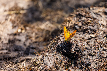 Butterflies on a meadow in Romania