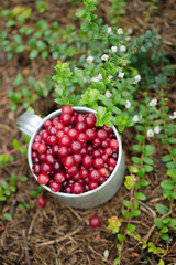 cranberry in vintage metal cup on dark background