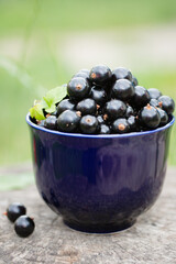 Ripe black currants in a blue ceramic mug