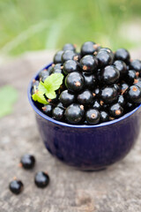 black currants in a large blue ceramic mug