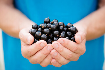 black currants in hands, close-up