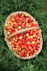 A large basket with sweet cherries on the grass in the garden