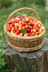 A basket with ripe sweet cherries in the garden