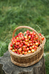 A basket with cherries in the garden