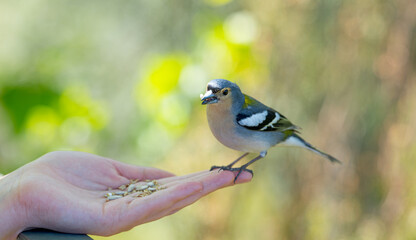 finch bird in madeira island