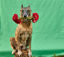 a senior female belgian malinois is sitting on a tree stump holding a bouquet of red flowers on her...