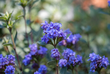 Obraz premium ceratostigma close up on a sunny day