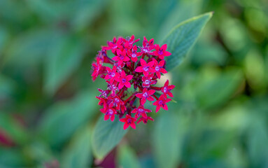 beautiful flower pentas lanceolate close-up