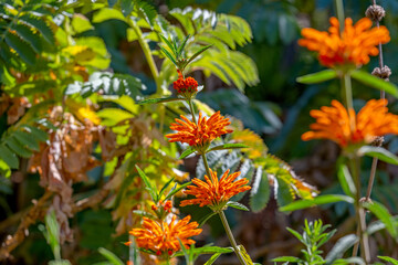 flowers leonotis motherwort close-up