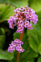 flowers bergenia thick-leaved close-up