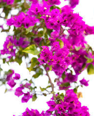 flowers bougainvillea naked on a white background