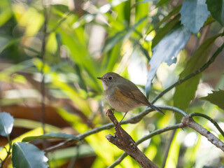 female red-flanked bluetail
