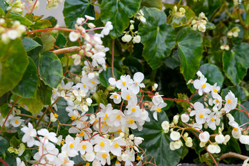begonia flowers close up