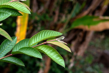 Natural fresh green guava leaves