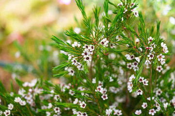 white chamelacium flowers close up