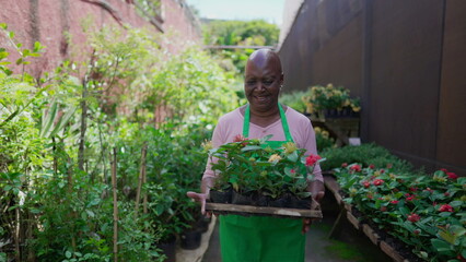 Naklejka na ściany i meble Joyful experienced horticulturist senior female gardner carrying basket of plots of plants in Flower Shop backyard