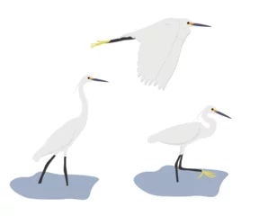 Meubelstickers Reiger Set of Little egret (Egretta garzetta). Small heron in the family Ardeidae isolated on white background. Bird standing and walking in the water and flying. Vector illustration.