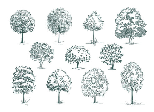 sketch trees and bushes set vector illustration