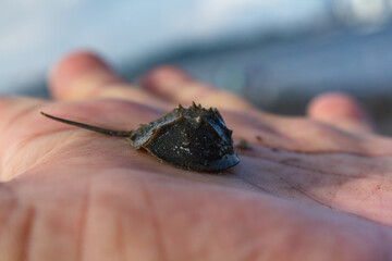 A photo of Horseshoe crab in hand