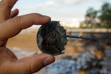 A photo of Horseshoe crab in hand 