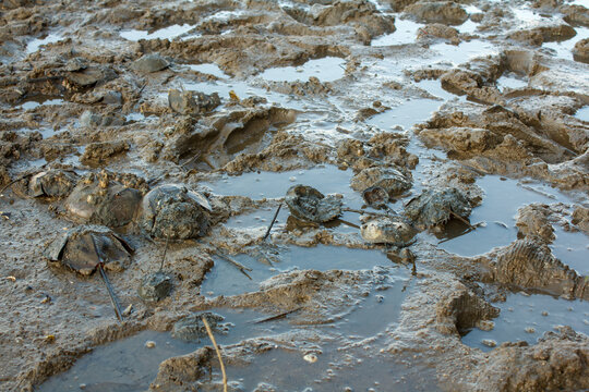 A photo of Horseshoe crab in mud