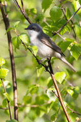 Obraz premium Lesser Whitethroat