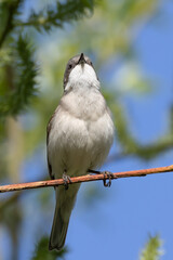 Lesser Whitethroat