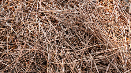 close up view of large amount of pine needles piled up on the ground