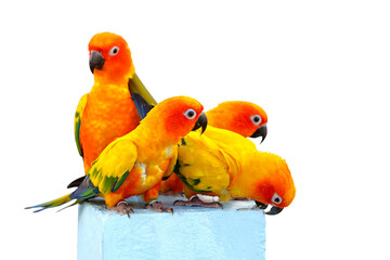 Cute of Sun conure parrots isolated on transparent background png file	