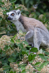 Maki catta au zoo de Thoiry