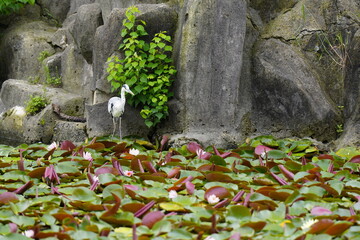 虎視眈々と獲物を狙うアオサギ　