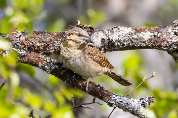 Eurasian wryneck