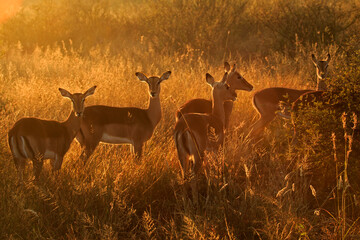Backlit impala