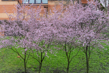 Ornamental trees thai sakura blooming in city park. Pink flower of thailandese cherry buds grow in sunny day. Beautiful branches blossom during in spring season on the green lawn.